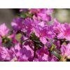Japonská azalka 'Lady Dark'  Rhododendron obtusum 'Lady Dark'