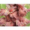 Mečík 'Rusty Chestnut'  Gladiolus'Rusty Chestnut'