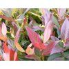 Leucotoe 'Scarletta'  Leucothoe walteri 'Scarletta'