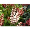 Pieris 'Bonfire'  Pieris japonica 'Bonfire'