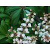 Pieris 'Bonfire'  Pieris japonica 'Bonfire'
