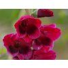Mečík 'Papilio Ruby'  Gladiolus 'Papilio Ruby'