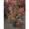 Blýskavka Fraserova 'Carré Rouge'  Photinia x fraseri 'Carré Rouge'