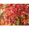 Acer Seiryu (1)