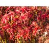 Acer Seiryu (2)