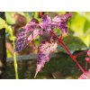 Acer Red Flamingo (1)