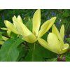 Magnolie 'Daphne'  Magnolia 'Daphne'