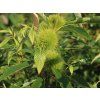 Kaštanovník jedlý 'Bouche de Betizac'  Castanea sativa 'Bouche de Betizac'