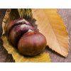 Kaštanovník jedlý 'Bouche de Betizac'  Castanea sativa 'Bouche de Betizac'