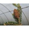Jedle korejská 'Brevifolia'  Abies koreana 'Brevifolia'