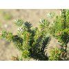 Jedle korejská 'Brevifolia'  Abies koreana 'Brevifolia'