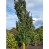 Javor babyka 'William Caldwell'  Acer campestre 'William Caldwell'