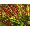Rákosovka velká 'Mulled Wine' - Hakonechloa macra 'Mulled Wine'  Hakonechloa macra 'Mulled Wine'