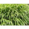Rákosovka velká 'Nicolas' - Hakonechloa macra 'Nicolas'  Hakonechloa macra 'Nicolas'