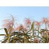 Ozdobnice obrovská 'Meidl' - Miscanthus floridulus 'Meidl'  Miscanthus floridulus 'Meidl'