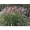 Ozdobnice obrovská 'Meidl' - Miscanthus floridulus 'Meidl'  Miscanthus floridulus 'Meidl'