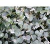 Blahovičník gunnii  Eucalyptus gunnii