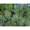 Borovice zakrslá 'Glauca'  Pinus pumila 'Glauca'