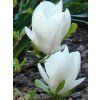 Šácholán Soulangeův 'Alba Superba'  Magnolia x soulangeana 'Alba Superba'