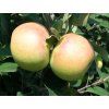 Jabloň 'Batul'  Malus domestica 'Batul'