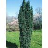 Tis červený 'Green Rocket'  Taxus baccata 'Green Rocket'