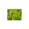 Tis červený 'Green Rocket'  Taxus baccata 'Green Rocket'