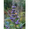 Drmek obecný  Vitex agnus-castus