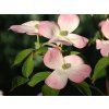 Dřín japonský 'Stellar Pink'  Cornus kousa'Stellar Pink'