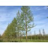 Lípa mongolská 'Buda'  Tilia mongolica 'Buda'