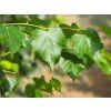 Lípa mongolská 'Buda'  Tilia mongolica 'Buda'