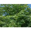 Jilm drsný  Ulmus glabra