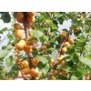 Meruňka 'Ceglédská nachová'  Prunus armeniaca 'Ceglédská nachová'