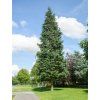 Cedr atlantský 'Pyramidalis'  Cedrus atlantica 'Pyramidalis'