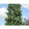 Cedr atlantský 'Pyramidalis'  Cedrus atlantica 'Pyramidalis'