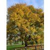 Zelkova habrolistá  Zelkova carpinifolia