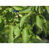 Zelkova habrolistá  Zelkova carpinifolia