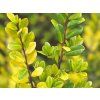 Cesmína vroubkovaná 'Golden Gem'  Ilex crenata 'Golden Gem'