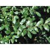 Cesmína vroubkovaná 'Caroline Upright'  Ilex crenata 'Caroline Upright'