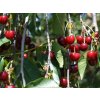 Višeň 'Erdská jubilejní'  Prunus cerasus 'Erdská jubilejní'