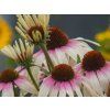 Třapatka 'Fountain Pink Eye' - Echinacea Fountain Pink Eye'  Echinacea 'Fountain Pink Eye'