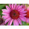 Třapatka 'JS Roho' - Echinacea 'JS Roho'  Echinacea 'JS Roho'