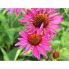 Třapatka 'JS Roho' - Echinacea 'JS Roho'  Echinacea 'JS Roho'