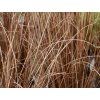 Ostřice Buchananova 'Red Rooster' - Carex buchananii 'Red Rooster'  Carex buchananii 'Red Rooster'