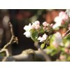 Jabloň 'Notarisappel'  Malus domestica 'Notarisappel'
