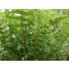 Kapraď rezavá 'Cristata' - Dryopteris affinis 'Cristata'  Dryopteris affinis 'Cristata'