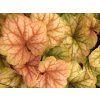 Dlužicha 'Champagne' - Heuchera 'Champagne'  Heuchera 'Champagne'