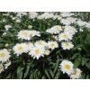 Kopretina 'Sweet Daisy Rebecca' - Leucanthemum 'Sweet Daisy Rebecca'  Leucanthemum 'Sweet Daisy Rebecca'