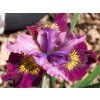 Kosatec sibiřský 'Miss Apple' - Iris sibirica 'Miss Apple'  Iris sibirica 'Miss Apple'