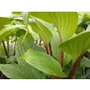 Bohyška 'Gooseberry Sundae' - Hosta 'Gooseberry Sundae'  Hosta 'Gooseberry Sundae'