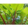 Bohyška 'Gooseberry Sundae' - Hosta 'Gooseberry Sundae'  Hosta 'Gooseberry Sundae'